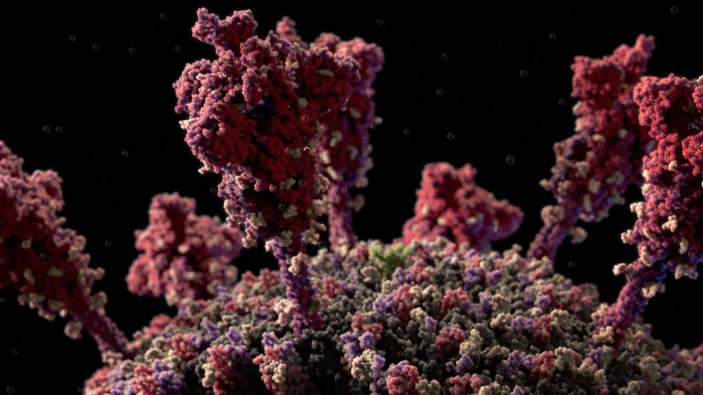 Coronavirus SARSCoV2 scientifically accurate 3D model